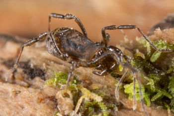 Media type: image; Invertebrate Zoology 138093